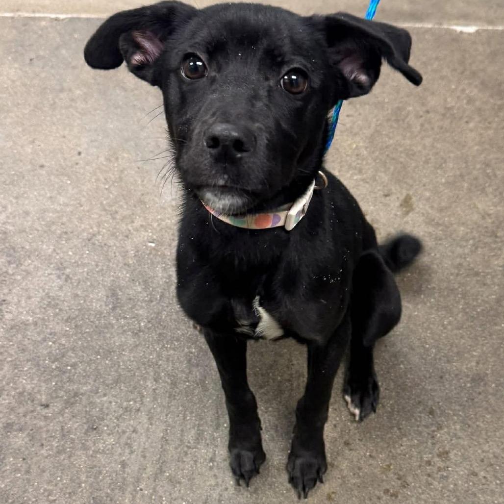 Sweet Pea, Adoptable, Young Female Mixed Breed.