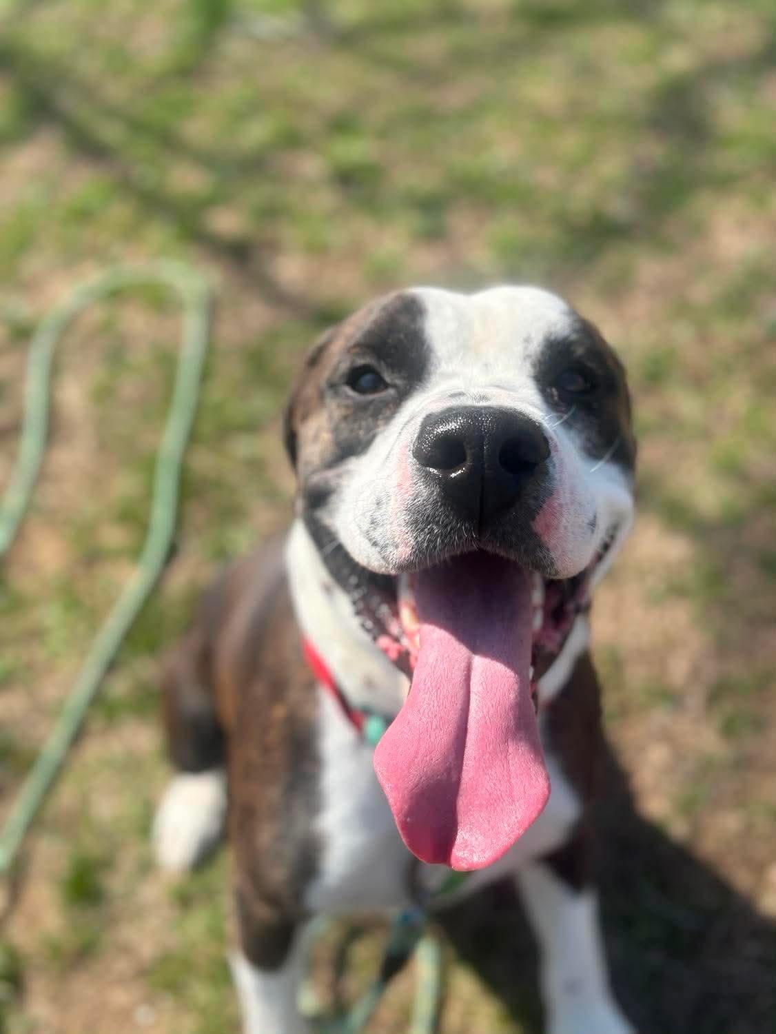 Bentley , ADOPTABLE, Young Male Pit Bull Terrier & Hound.