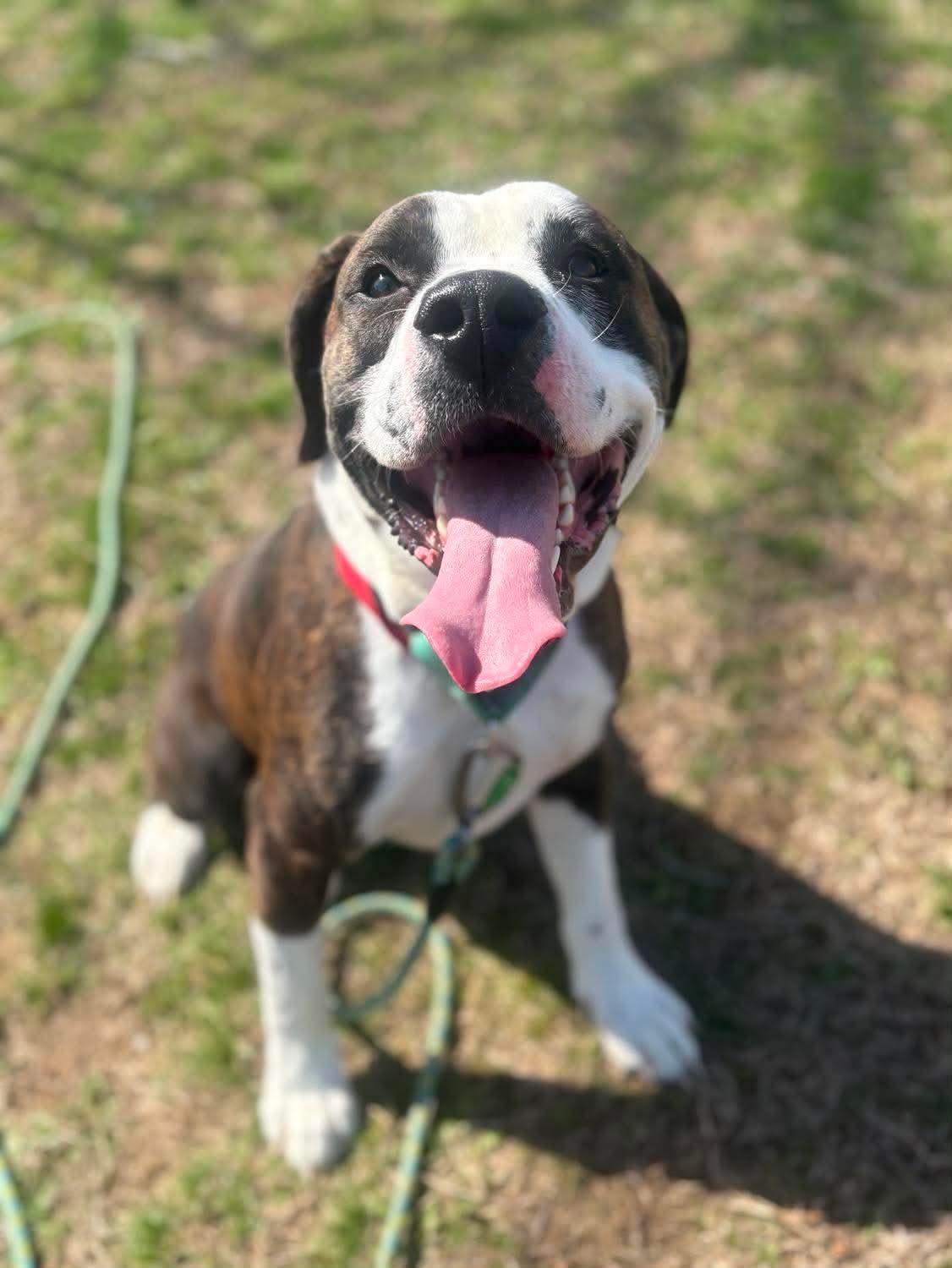 Enlarge Bentley , a ADOPTABLE mixed breed in Fort Madison, IA image 4/5