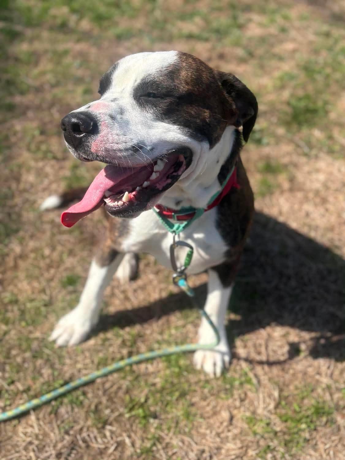 Enlarge Bentley , a ADOPTABLE mixed breed in Fort Madison, IA image 2/5