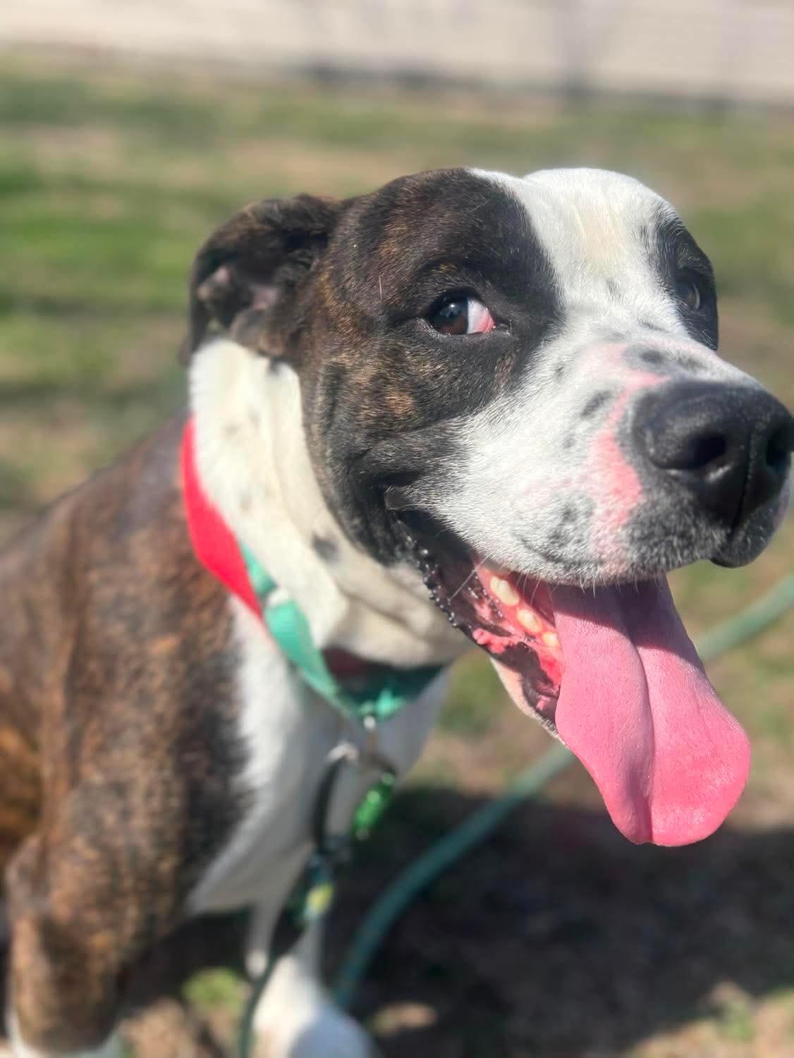 Enlarge Bentley , a ADOPTABLE mixed breed in Fort Madison, IA image 3/5