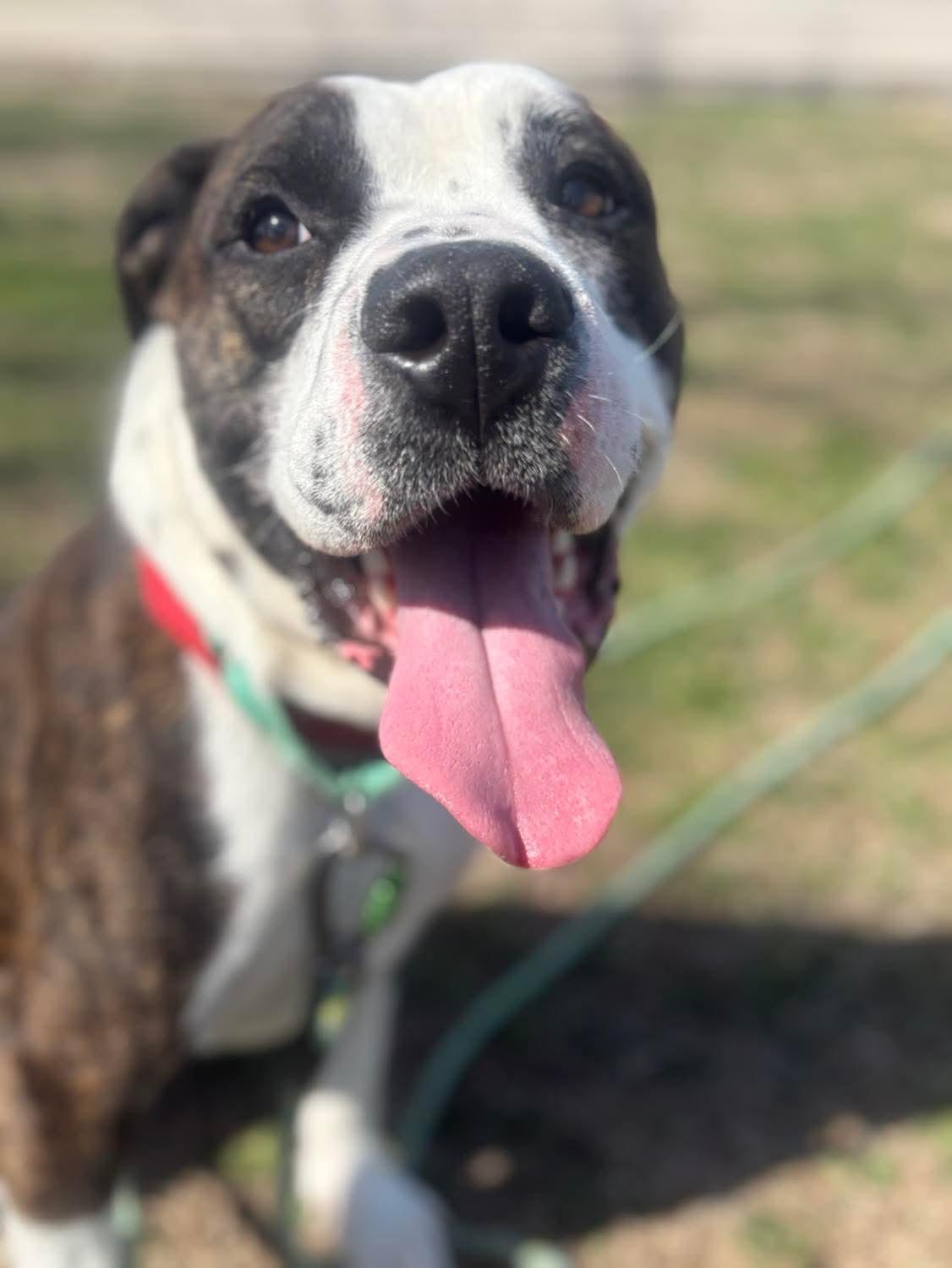 Enlarge Bentley , a ADOPTABLE mixed breed in Fort Madison, IA image 5/5