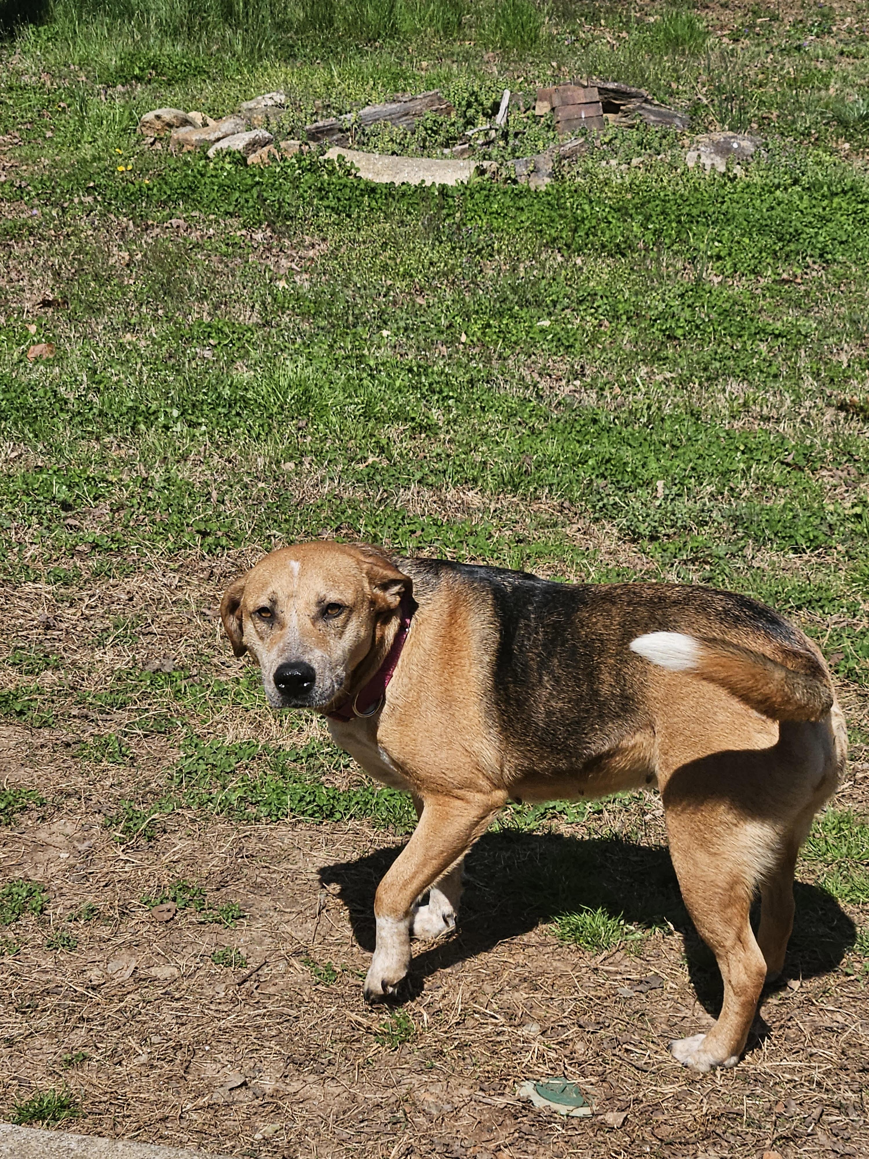 Enlarge Betty Lou, a ADOPTABLE mixed breed in Duluth, GA image 4/6