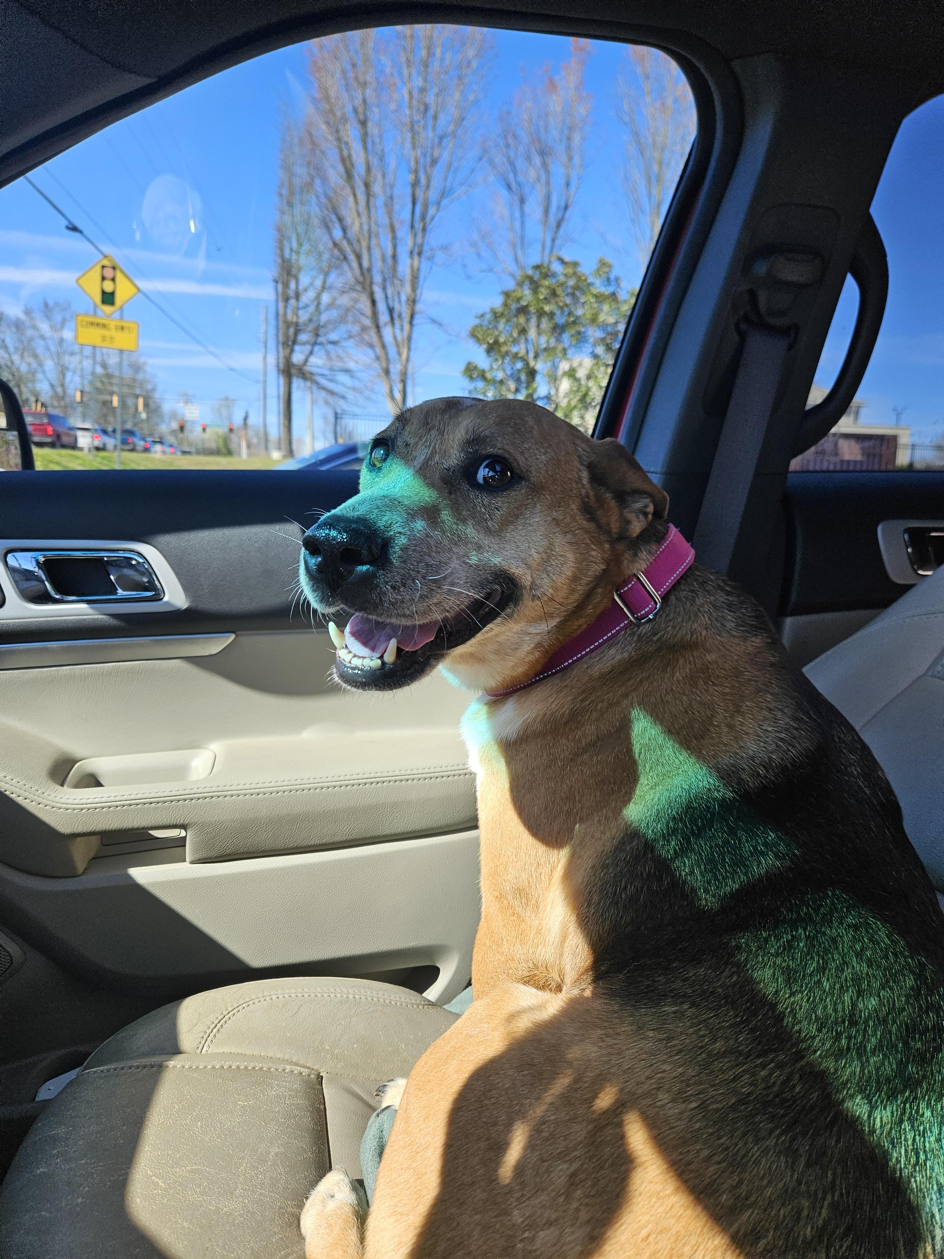 Enlarge Betty Lou, a ADOPTABLE mixed breed in Duluth, GA image 2/6