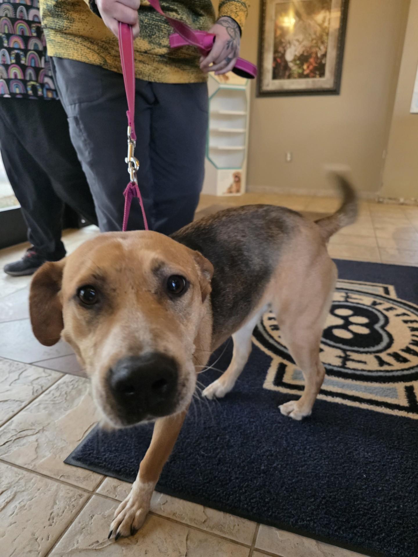 Enlarge Betty Lou, a ADOPTABLE mixed breed in Duluth, GA image 6/6