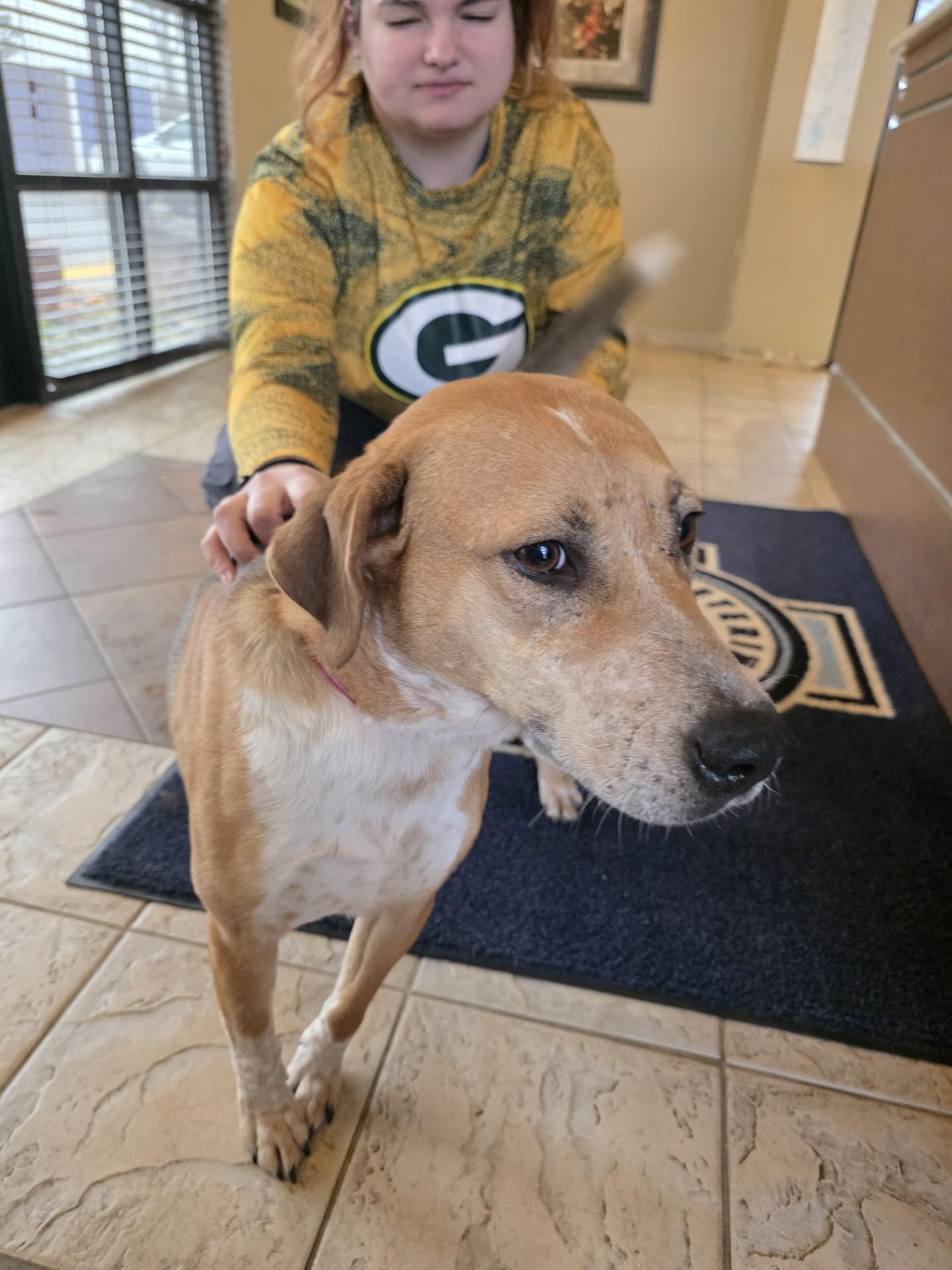 Betty Lou, ADOPTABLE, Young Female Beagle & Australian Cattle Dog / Blue Heeler.