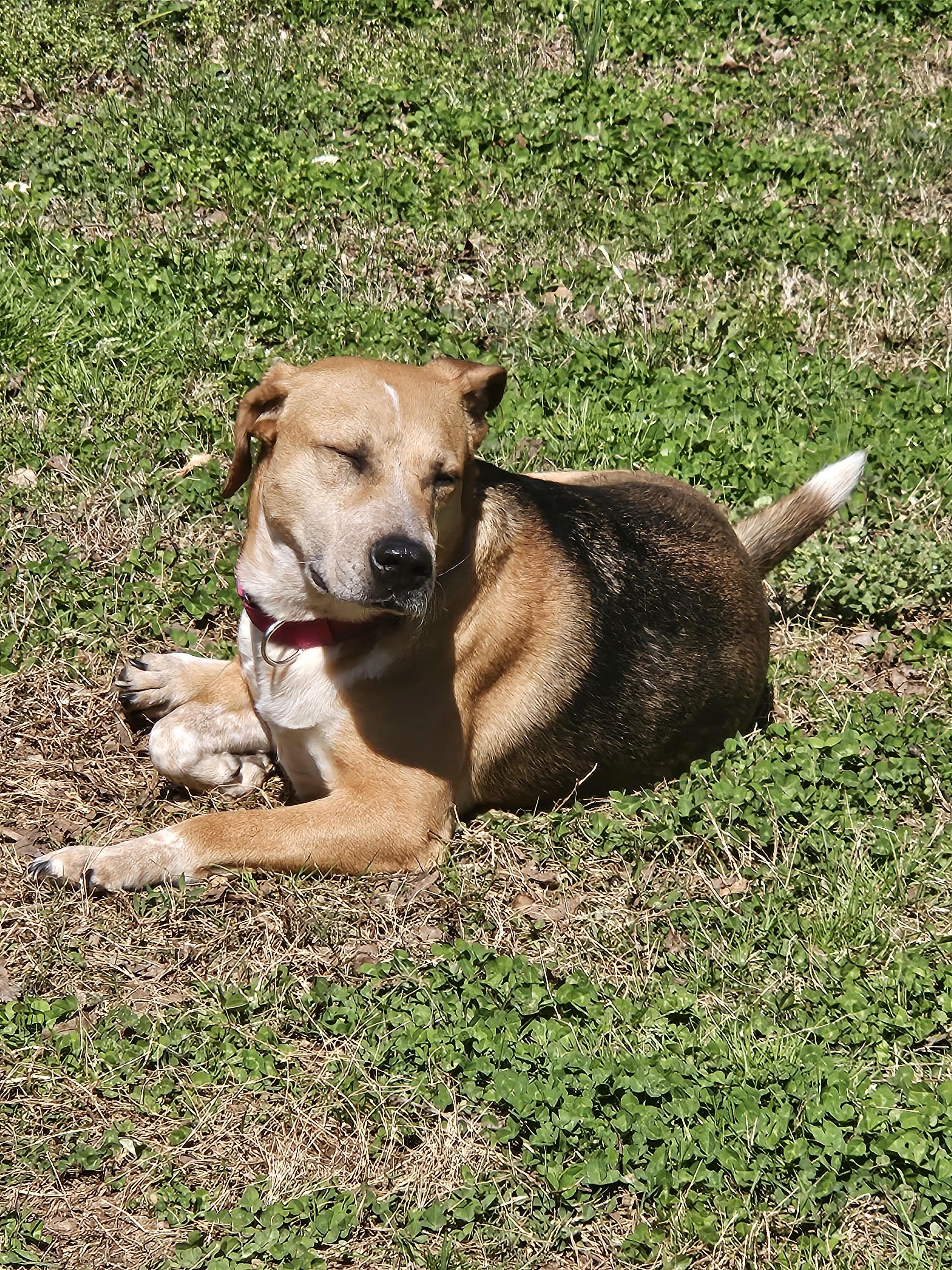Enlarge Betty Lou, a ADOPTABLE mixed breed in Duluth, GA image 3/6