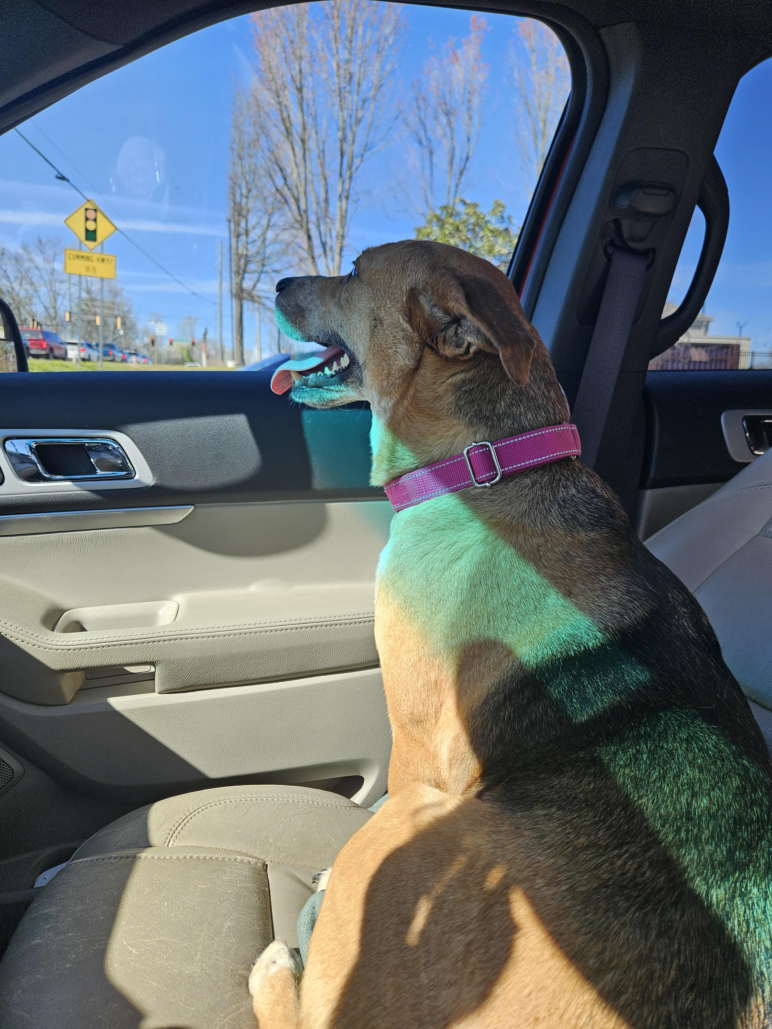 Enlarge Betty Lou, a ADOPTABLE mixed breed in Duluth, GA image 5/6