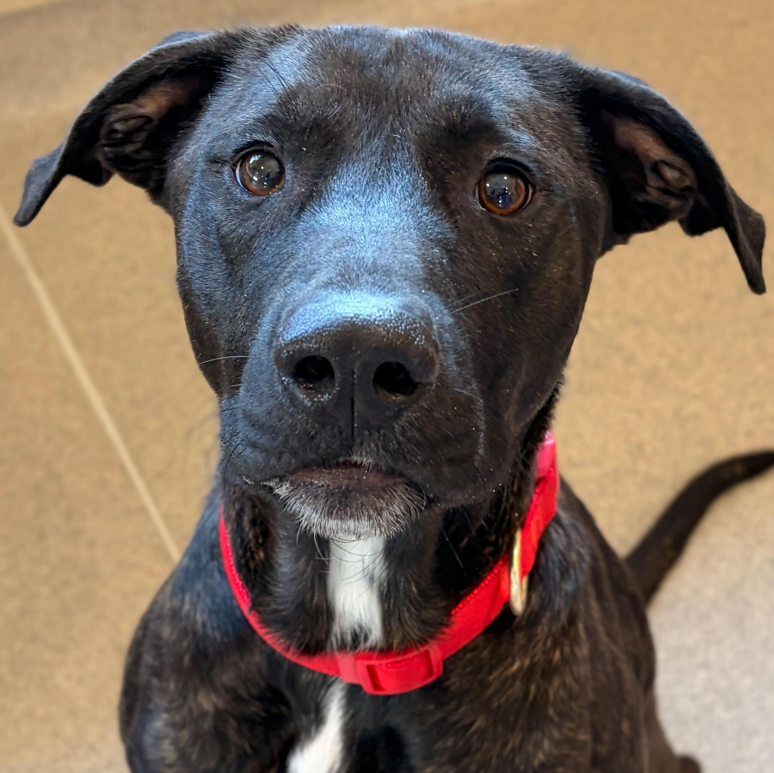 Enlarge Philips, an adopted mixed breed in Jefferson, WI image 1/1