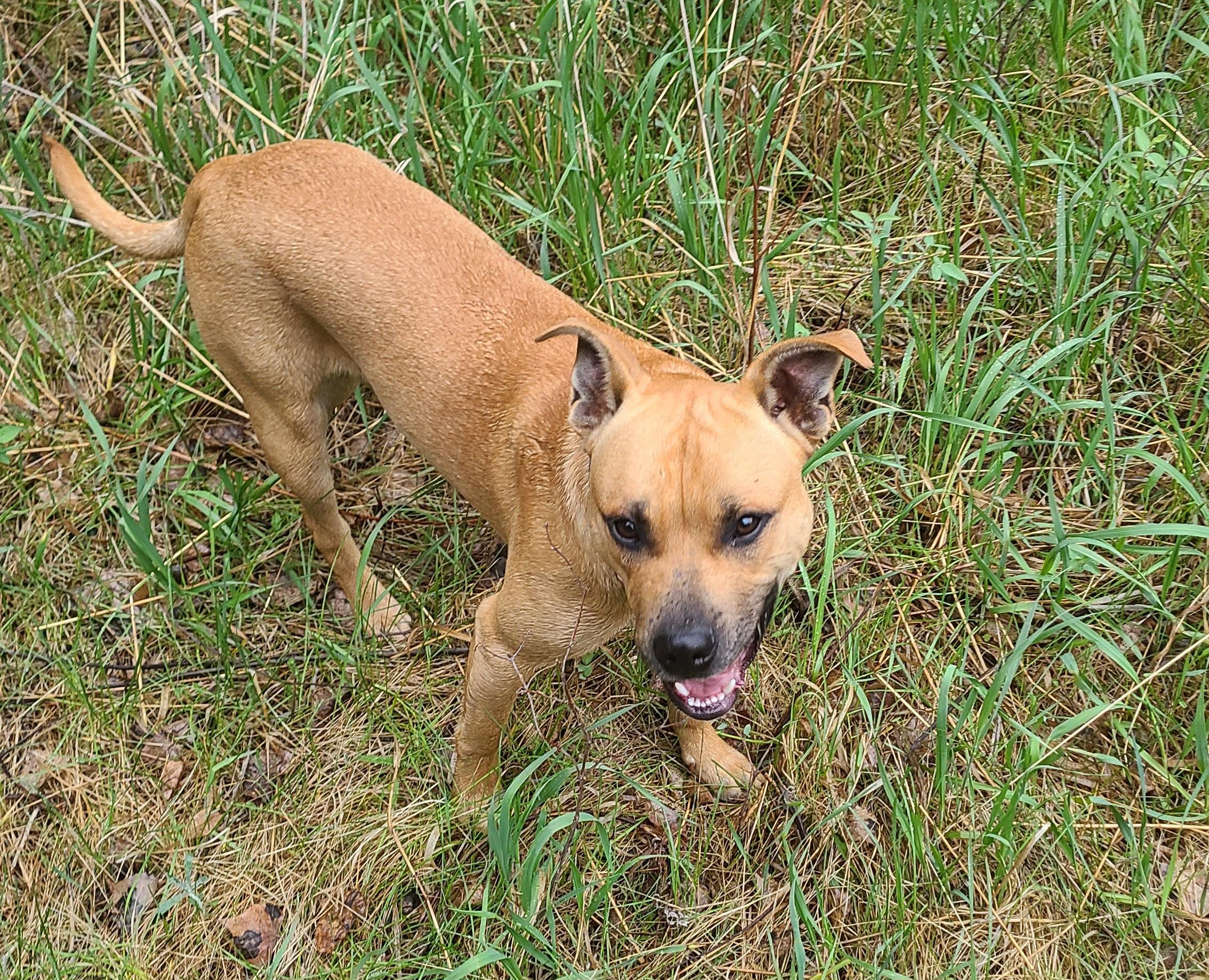 Enlarge Astro, an adopted mixed breed in Newcastle, WY image 3/4