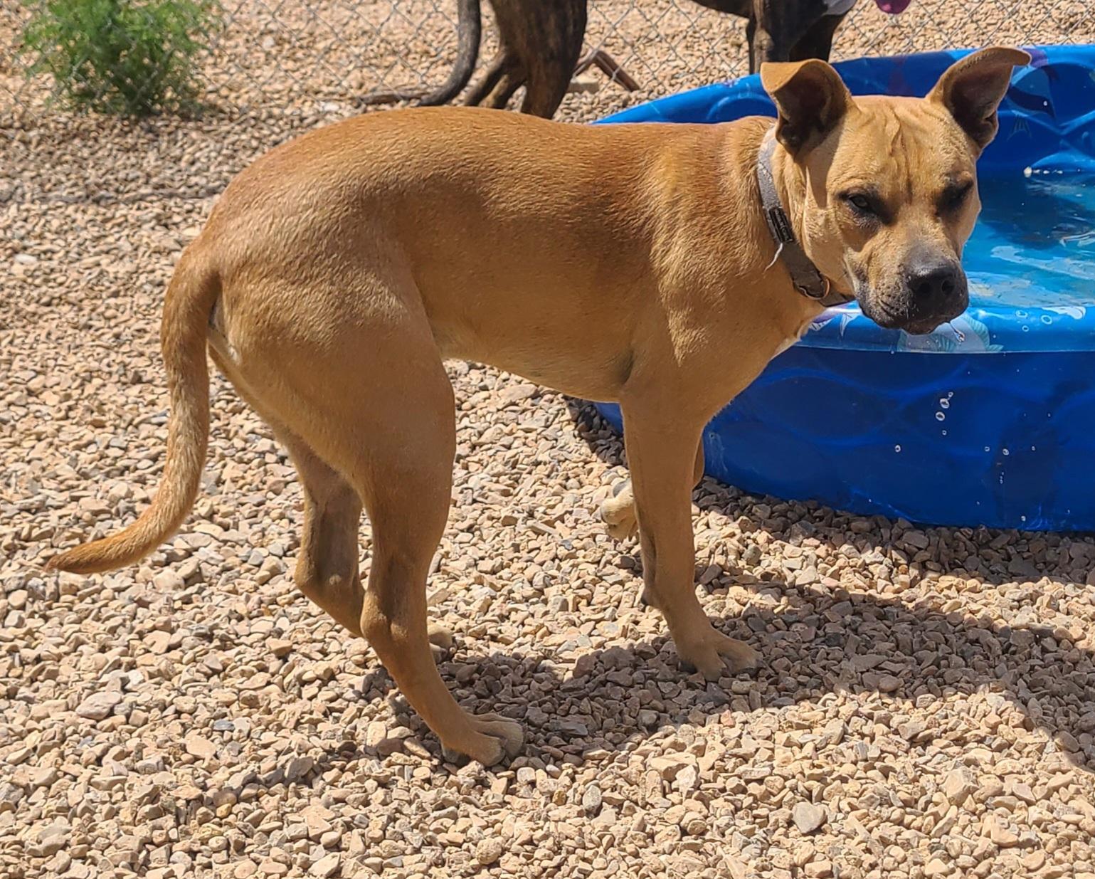Enlarge Astro, an adopted mixed breed in Newcastle, WY image 4/4