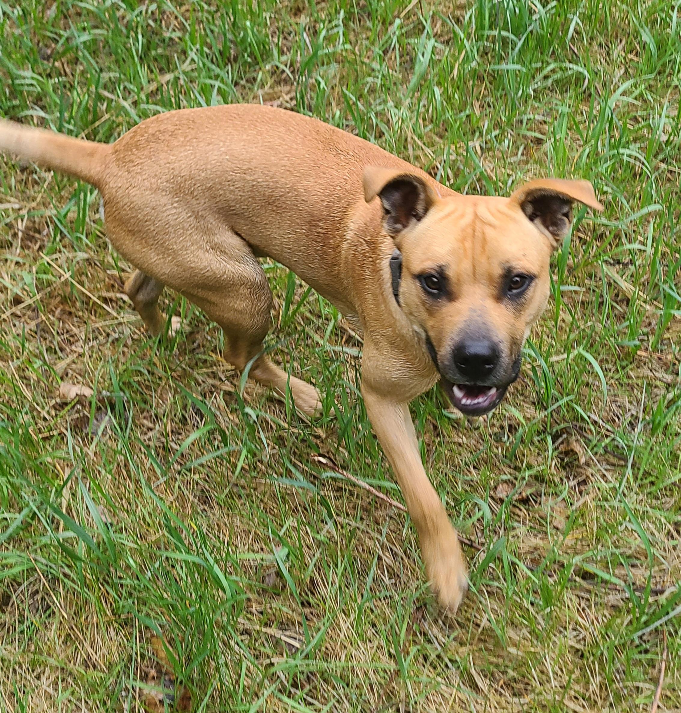 Astro, adopted, Puppy Male Black Mouth Cur & American Bully.