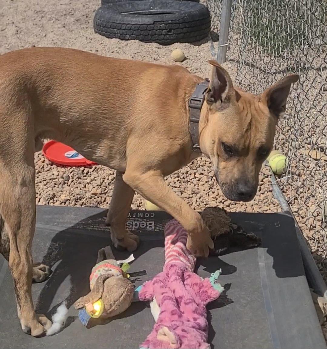 Enlarge Astro, an adopted mixed breed in Newcastle, WY image 2/4