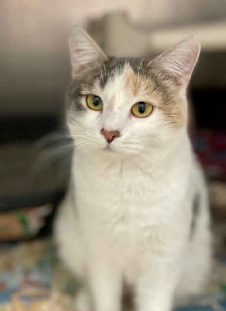 Enlarge Krystal, a Adopted mixed breed in Ladysmith, WI image 1/3