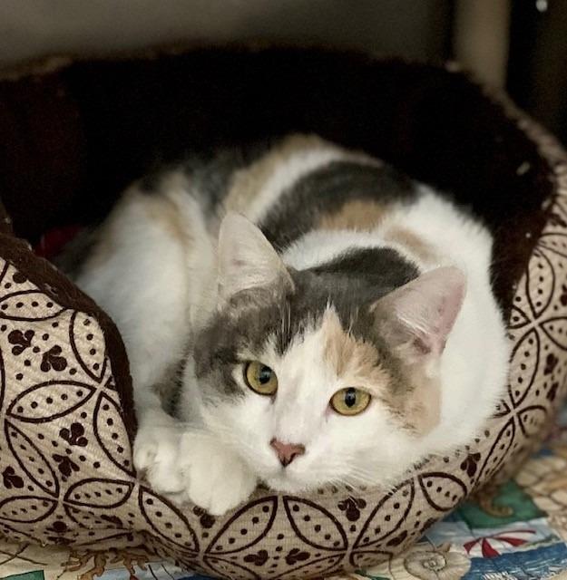 Enlarge Krystal, a Adopted mixed breed in Ladysmith, WI image 3/3