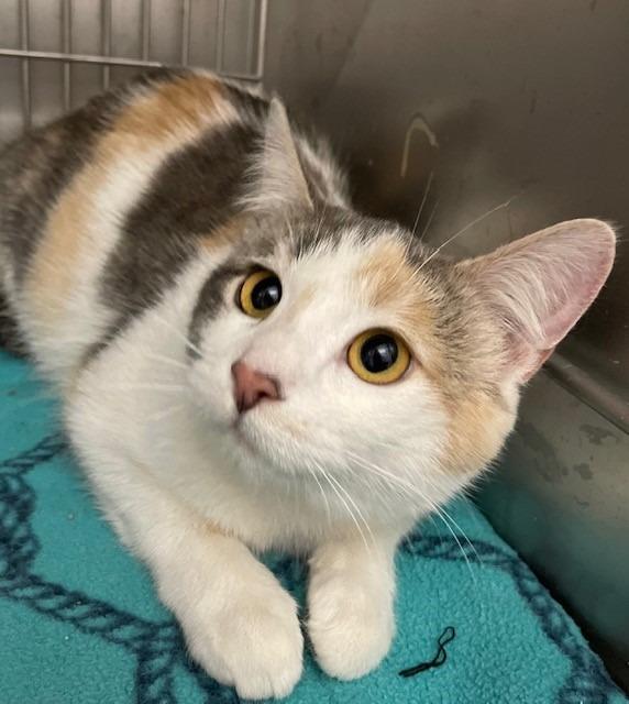 Krystal, Adoptable, Young Female Domestic Short Hair.