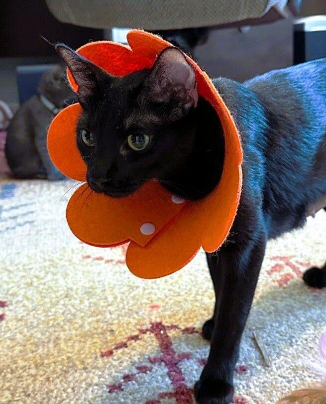 Luna ♡ thumbnail 4