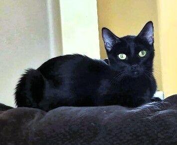 Luna ♡ thumbnail 5