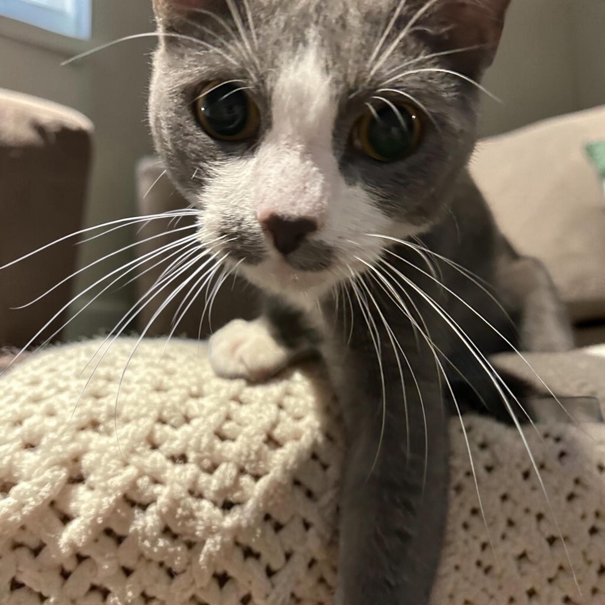 Enlarge Monday, a Adoptable Domestic Short Hair in Tulsa, OK image 2/5