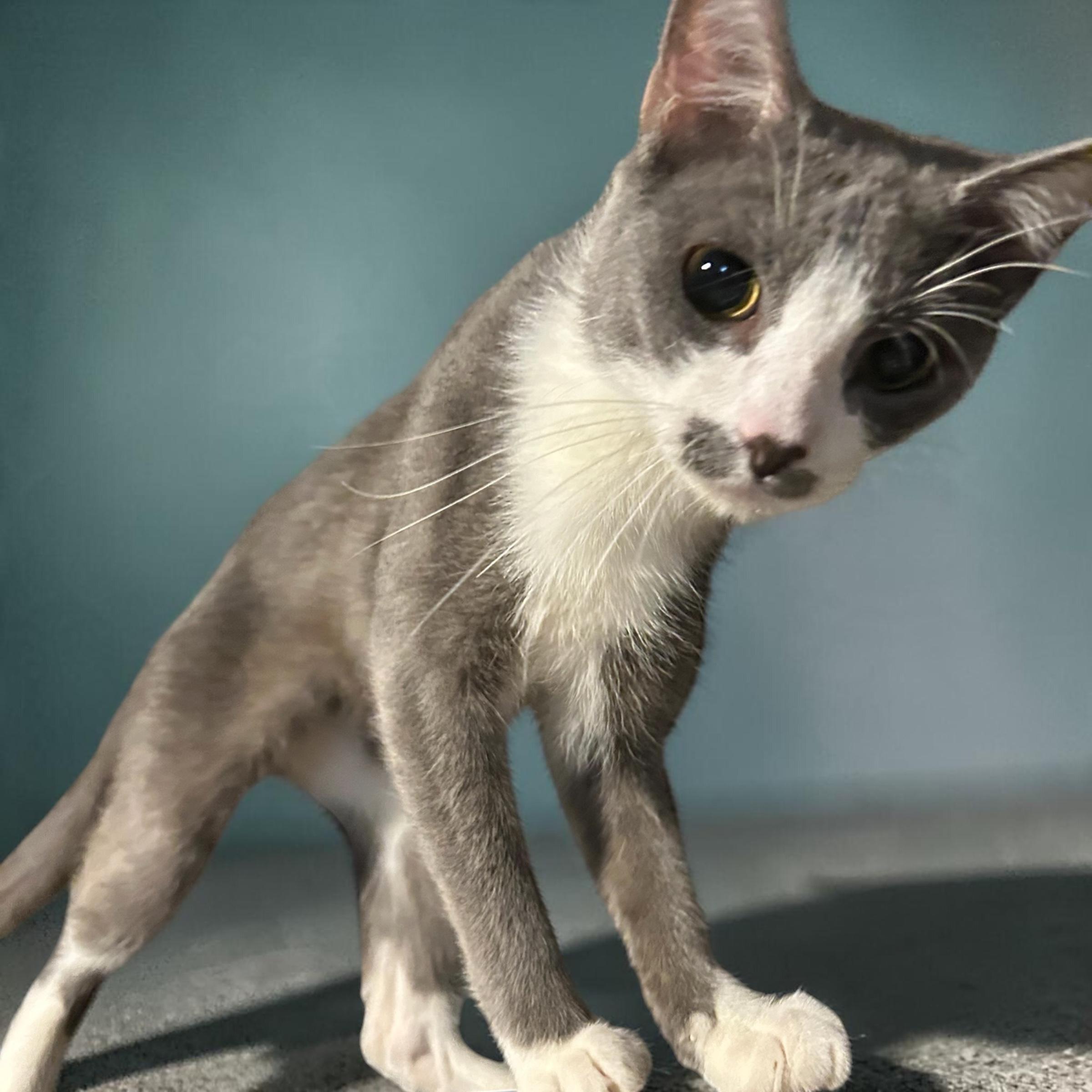 Enlarge Monday, a Adoptable Domestic Short Hair in Tulsa, OK image 3/5
