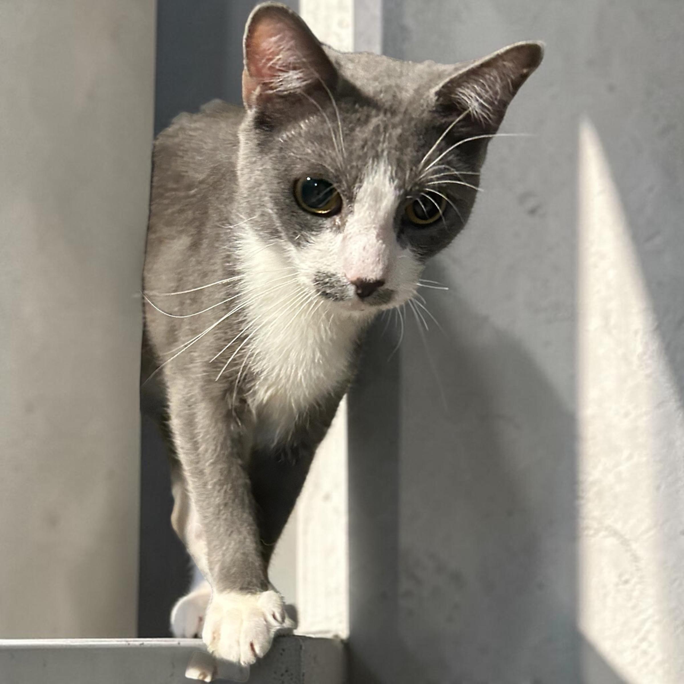 Enlarge Monday, a Adoptable Domestic Short Hair in Tulsa, OK image 4/5