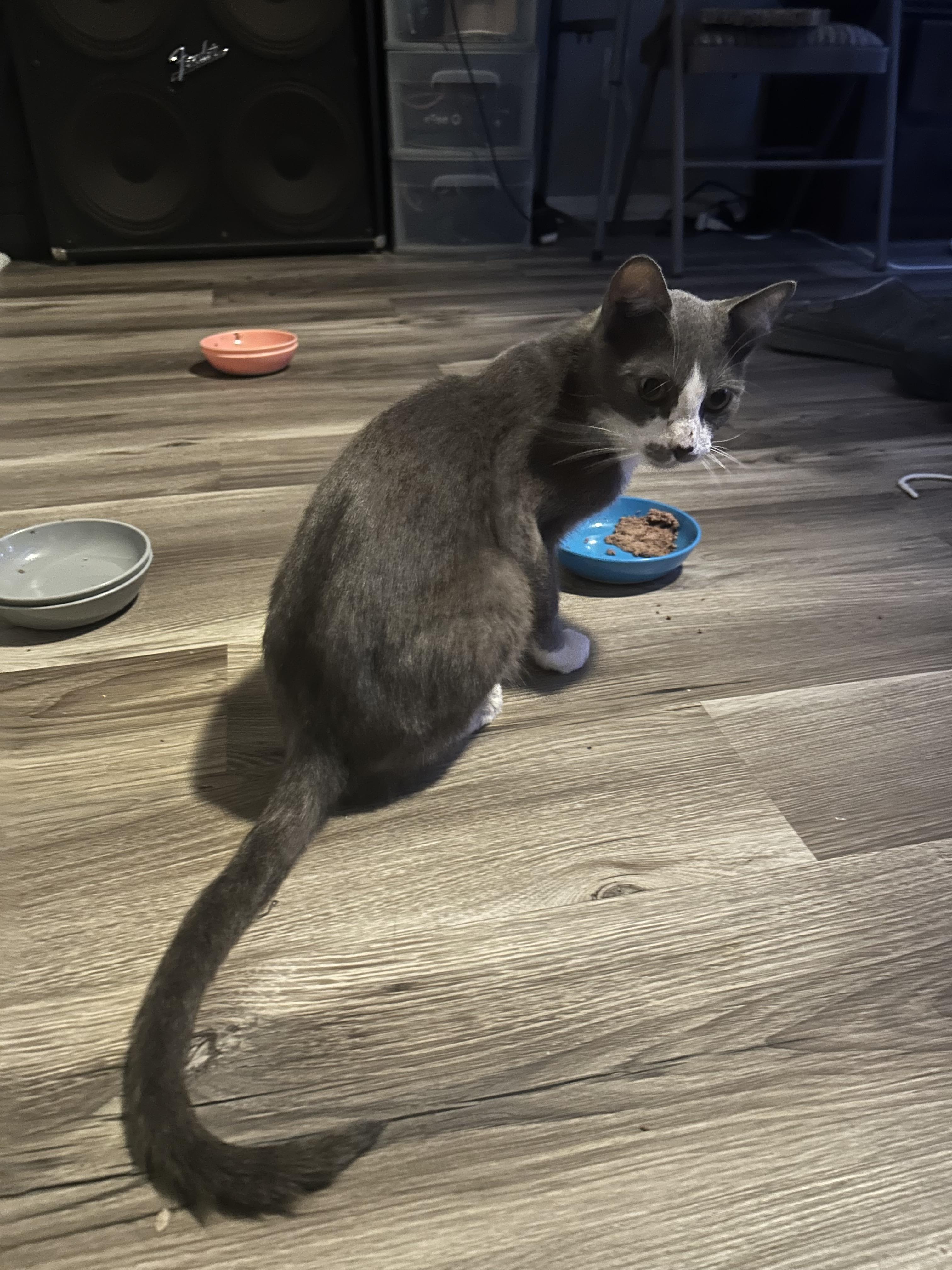 Enlarge Monday, a Adoptable Domestic Short Hair in Tulsa, OK image 5/5