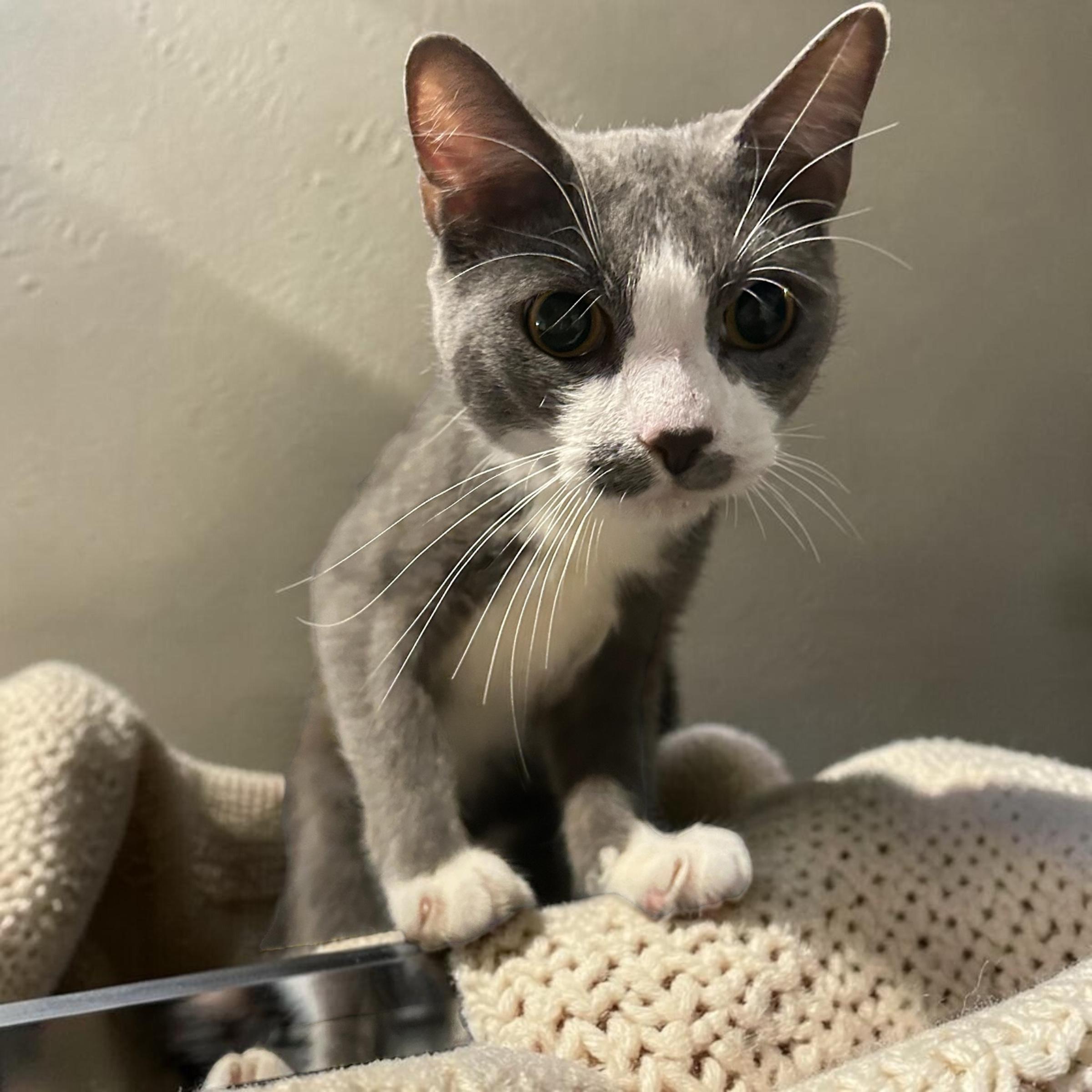 Enlarge Monday, a Adoptable Domestic Short Hair in Tulsa, OK image 1/5