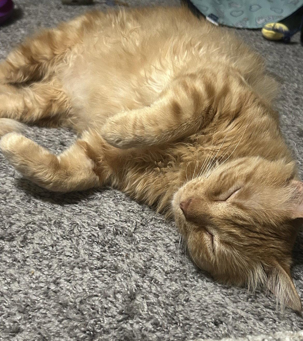 OJ, Adoptable, Young Male Domestic Medium Hair.