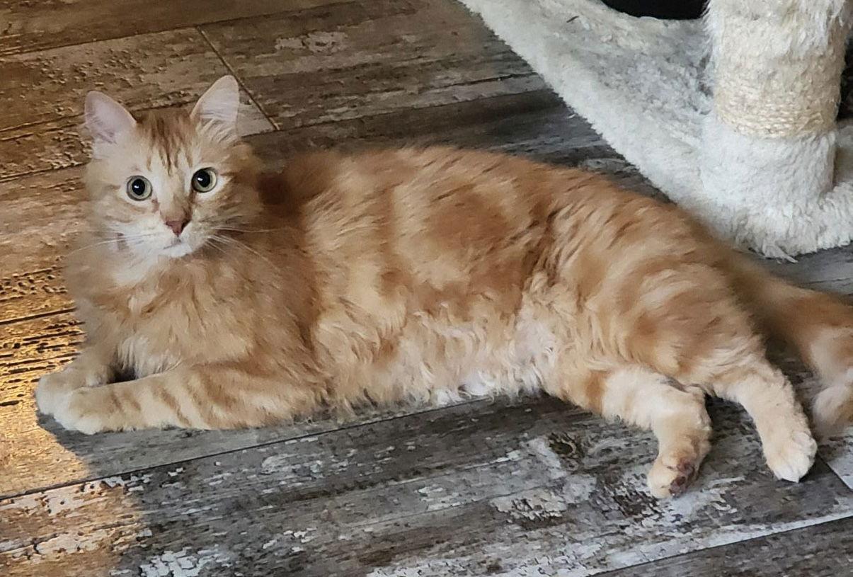 OJ, Adoptable, Young Male Domestic Medium Hair.