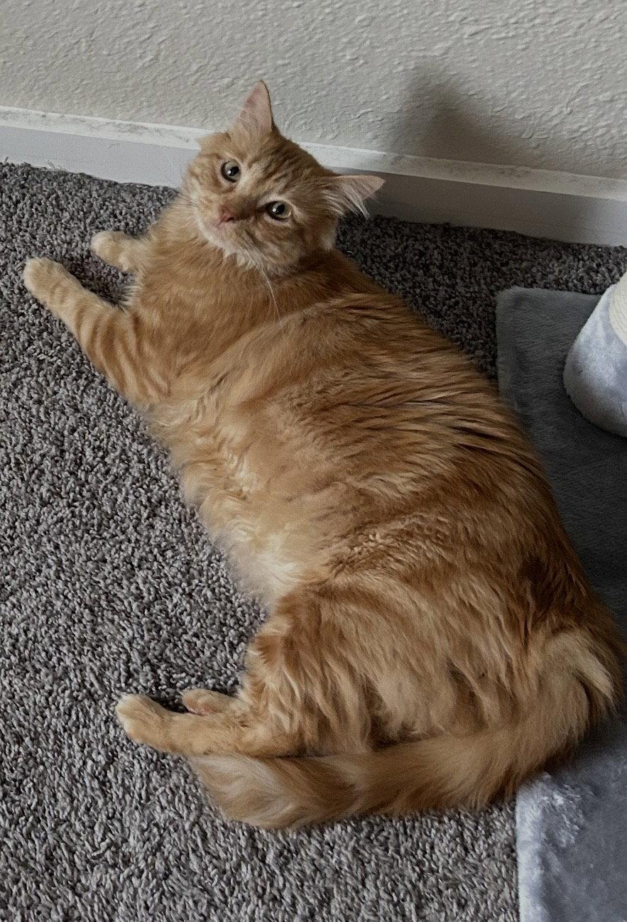 Enlarge OJ, a Adoptable Domestic Medium Hair in Tacoma, WA image 2/3