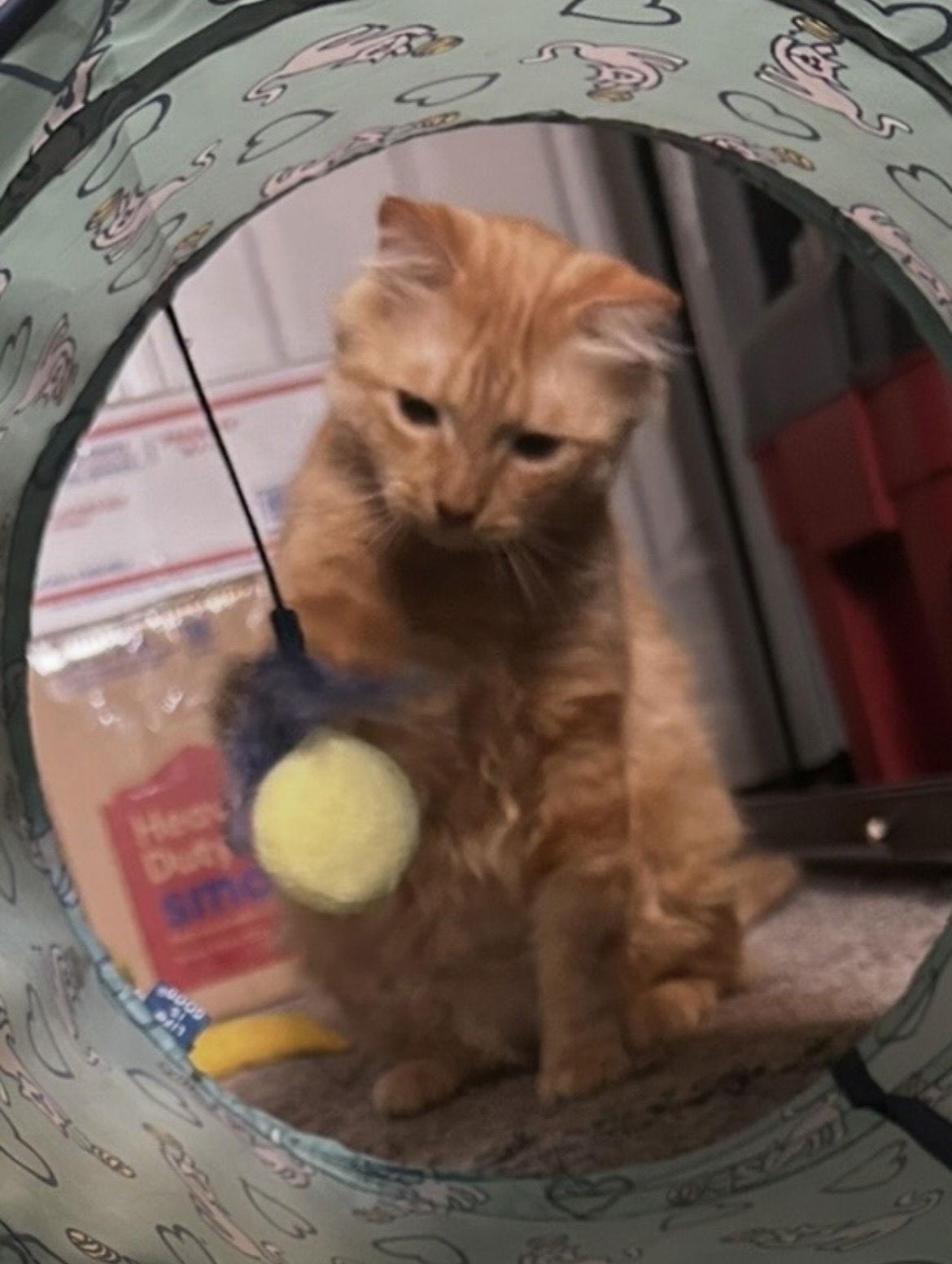 Enlarge OJ, a Adoptable Domestic Medium Hair in Tacoma, WA image 3/3