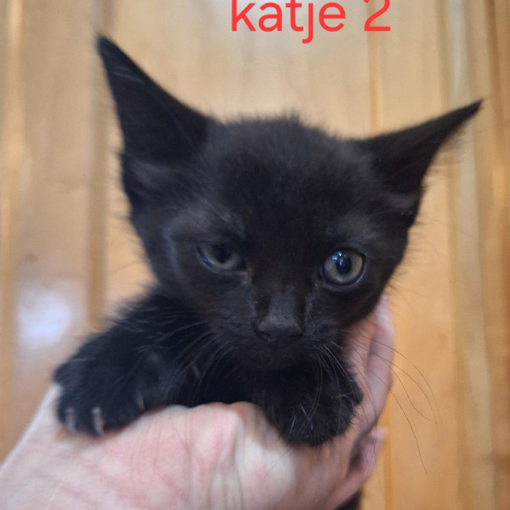 Mia, Adoptable, Kitten Female Domestic Short Hair.