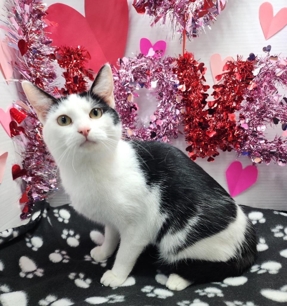 Margarita, Adoptable, Young Female Domestic Short Hair.