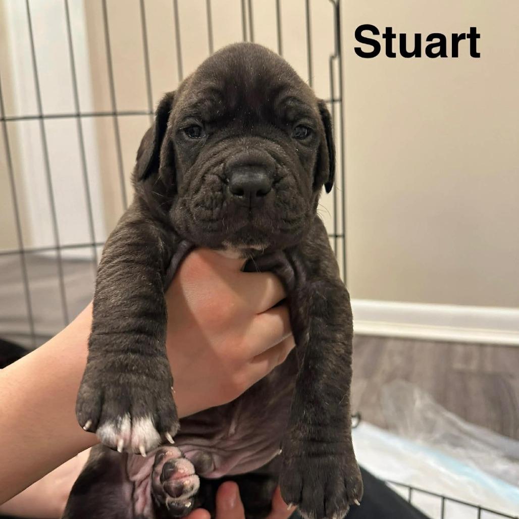 Frederick Minion's Litter - Stuart, Adoptable, Puppy Male Mastiff.