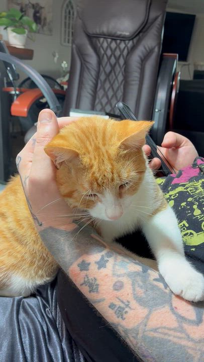 Enlarge Pip, a Adoptable Domestic Short Hair in Alvarado, TX video 2/2