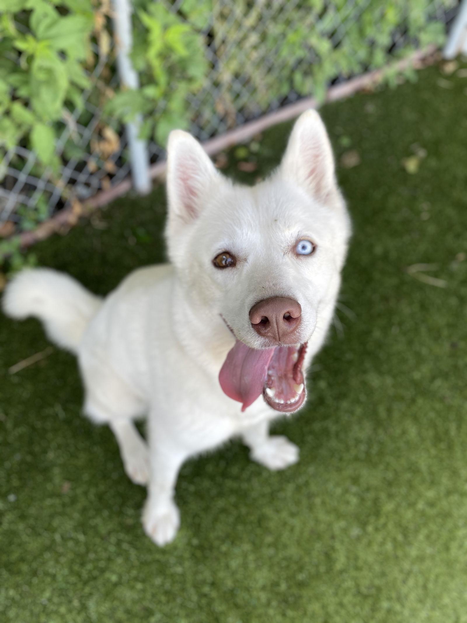 KATY, a Adoptable Siberian Husky in Rowlett, TX image 3/3