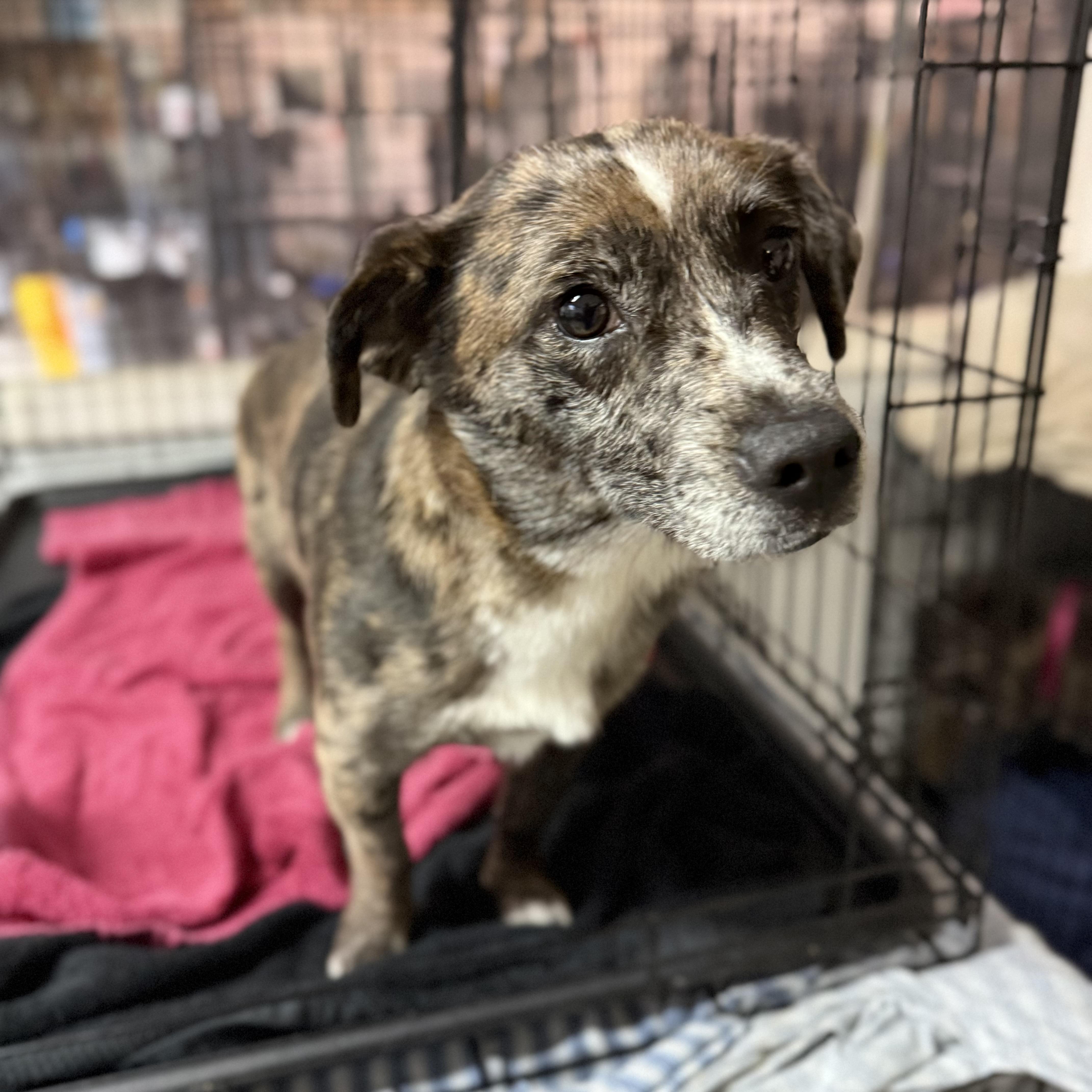 Enlarge Aurora, a Adoptable mixed breed in Jamaica Plain, MA image 4/6