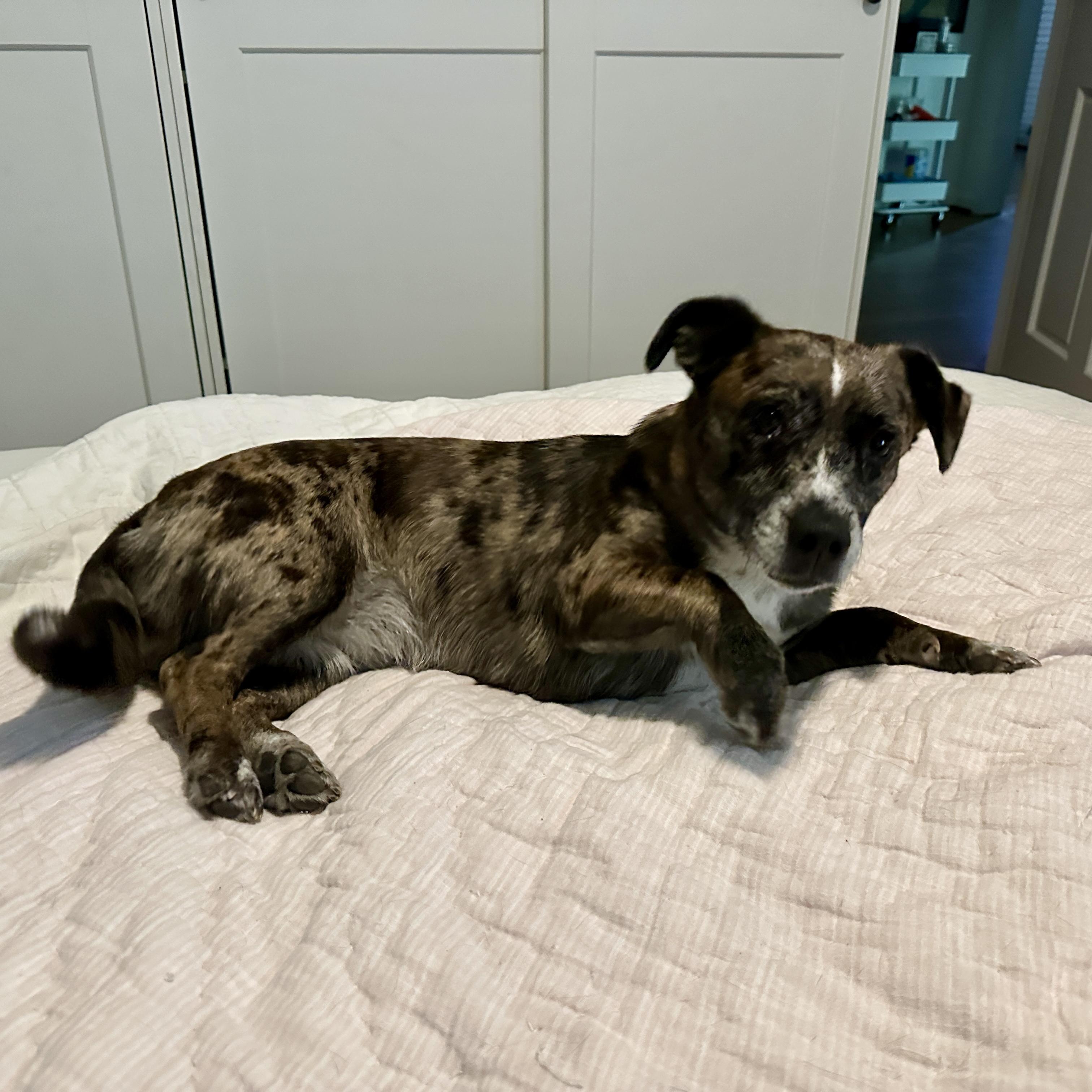 Enlarge Aurora, a Adoptable mixed breed in Jamaica Plain, MA image 3/6