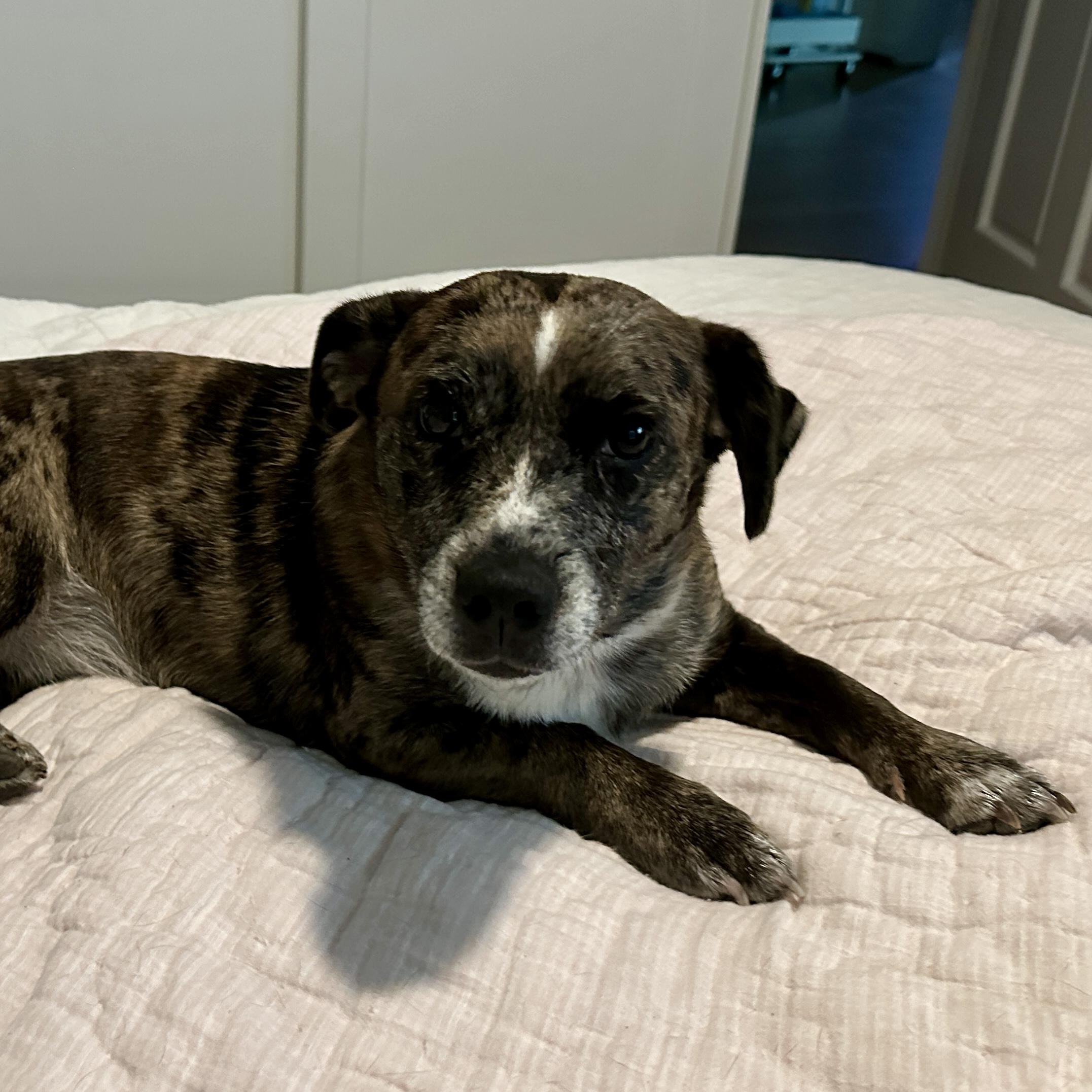 Enlarge Aurora, a Adoptable mixed breed in Jamaica Plain, MA image 1/6