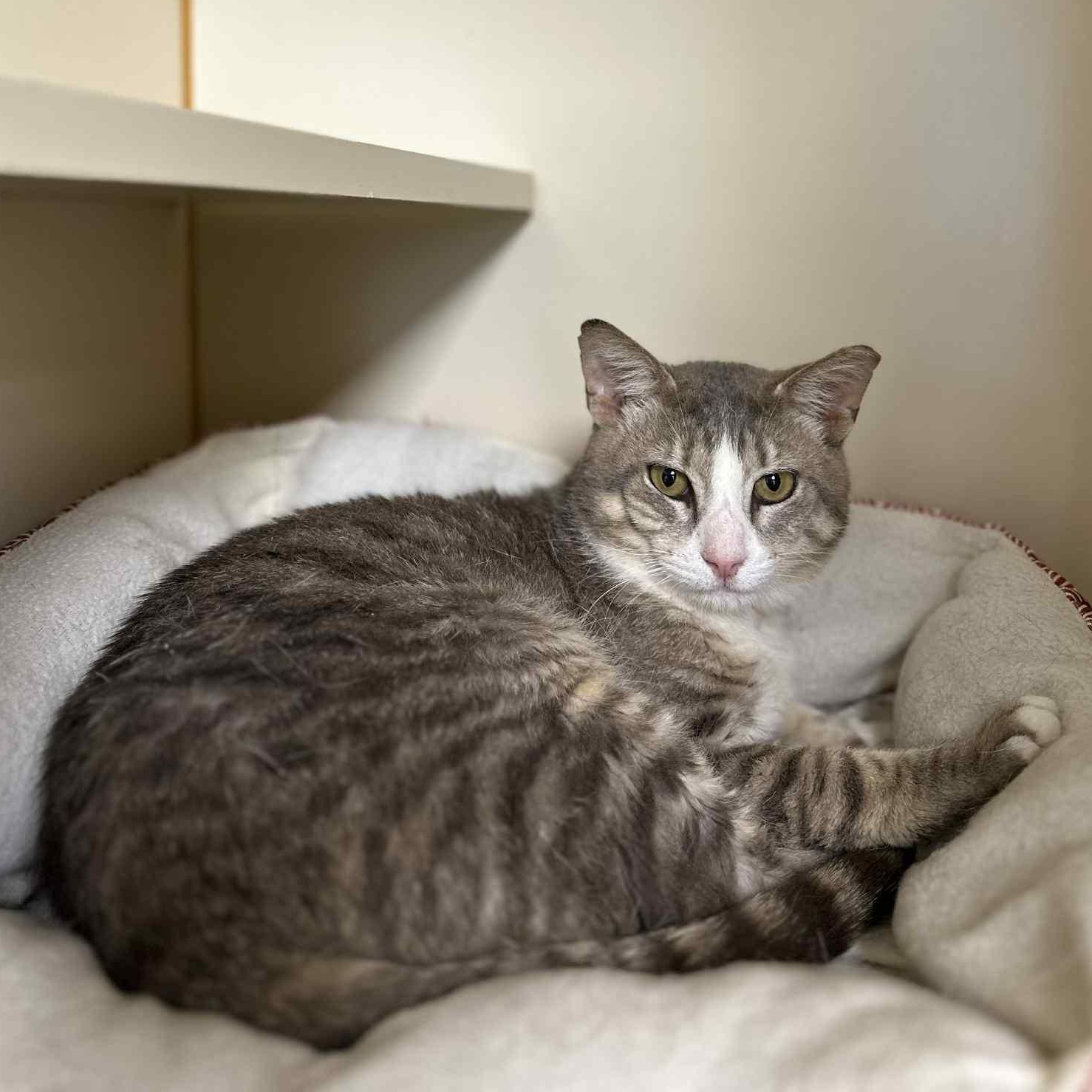 Croaky (FIV+)