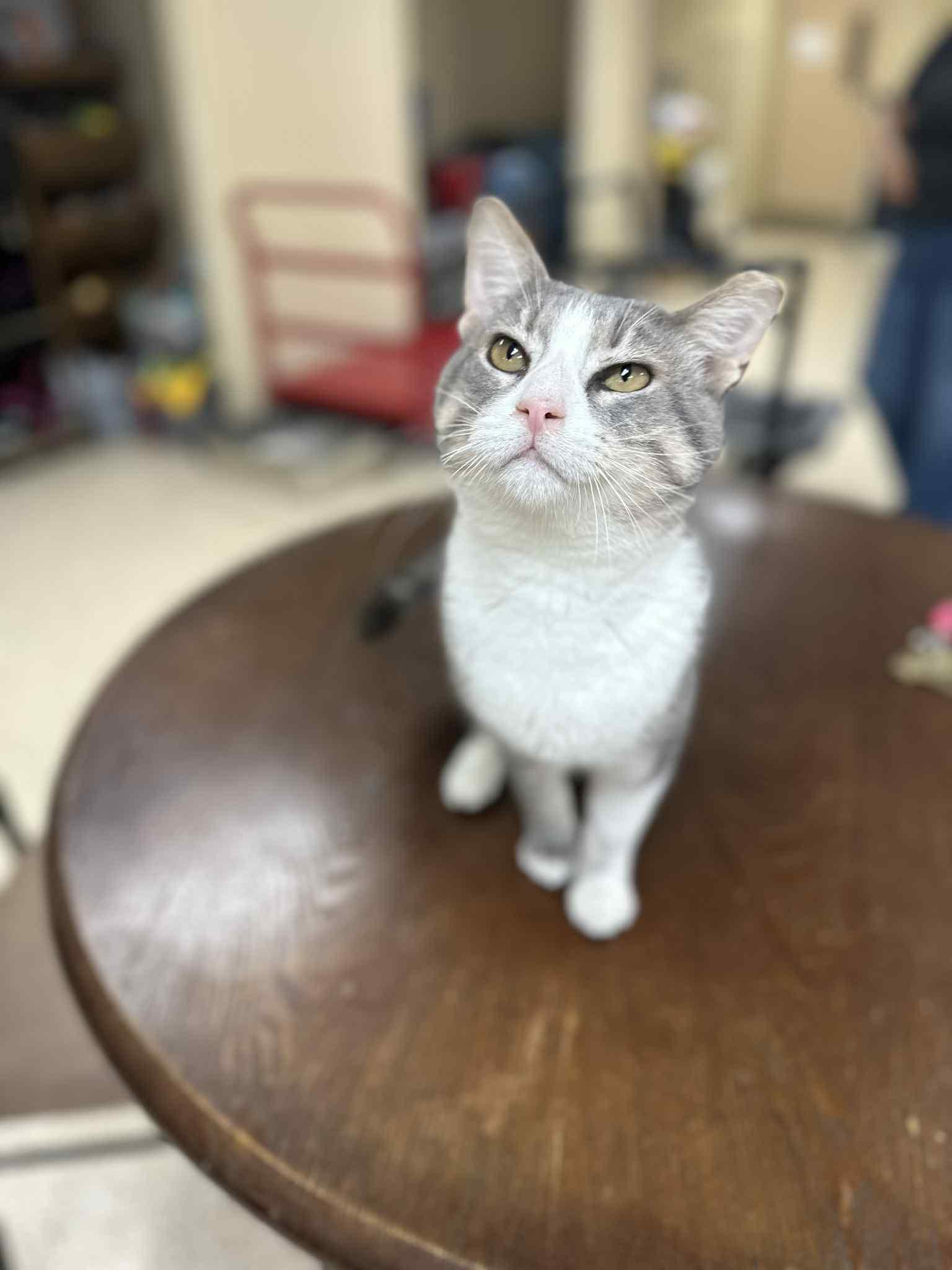 Croaky (FIV+)