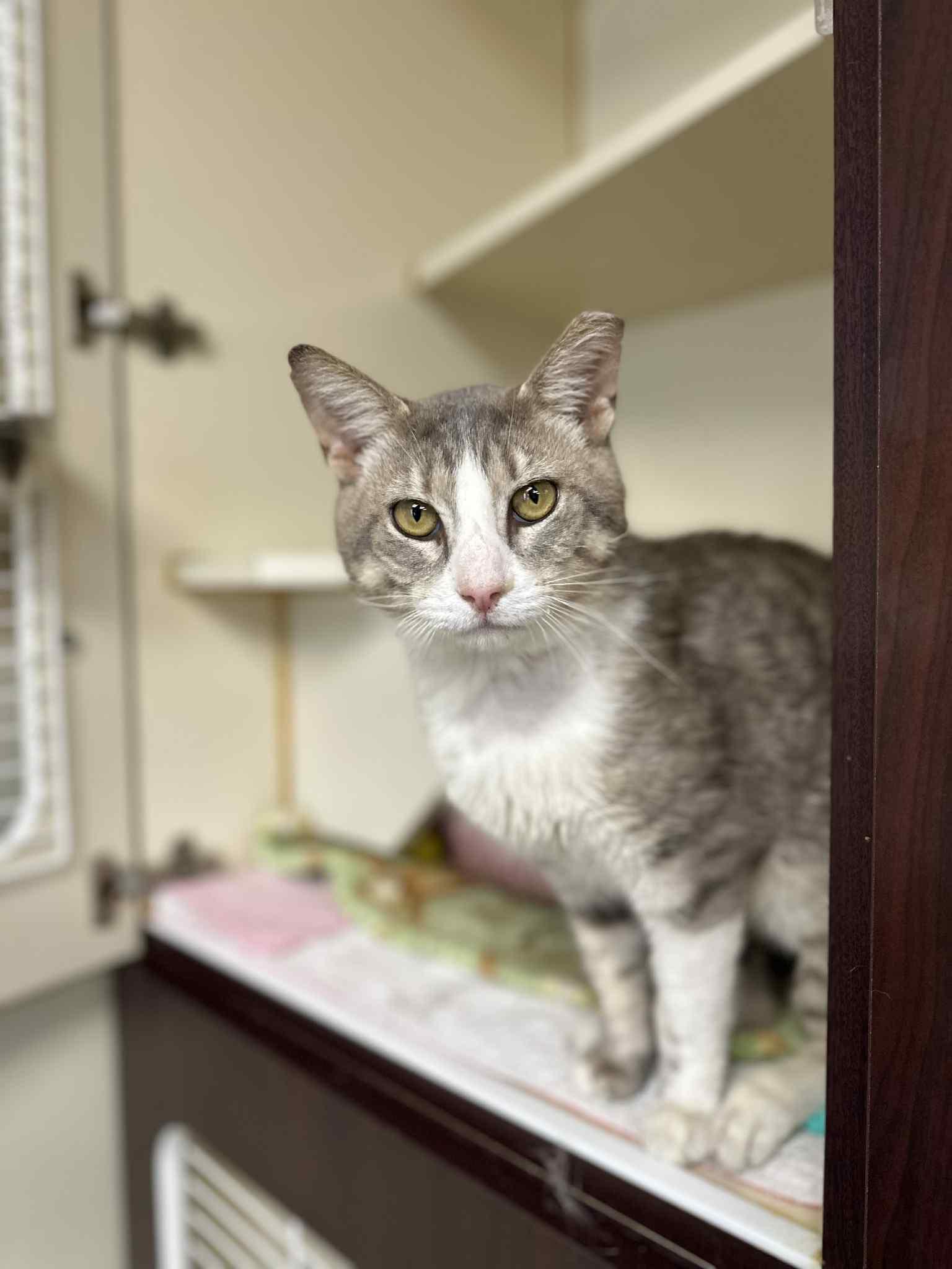 Croaky (FIV+)