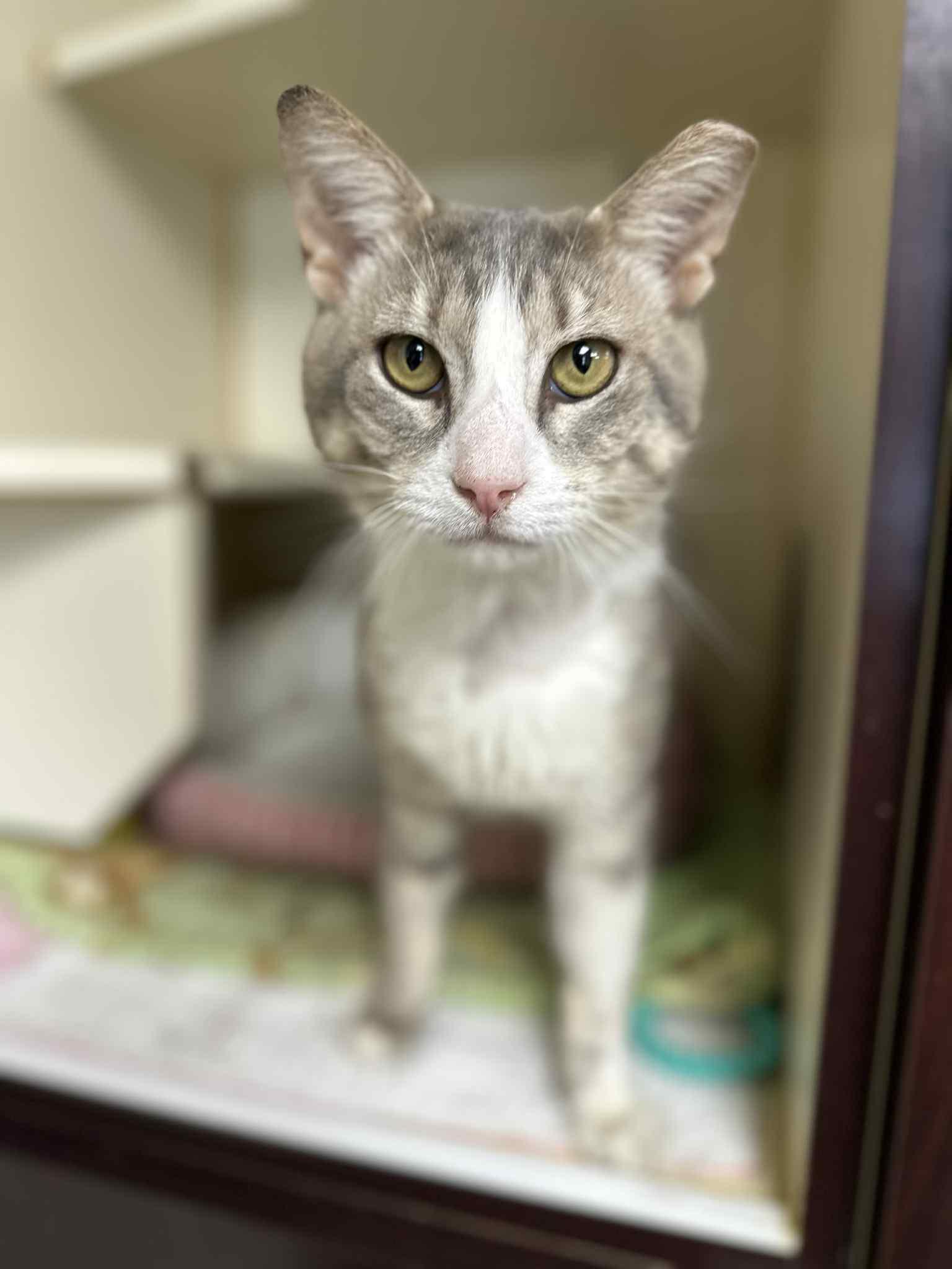 Croaky (FIV+)