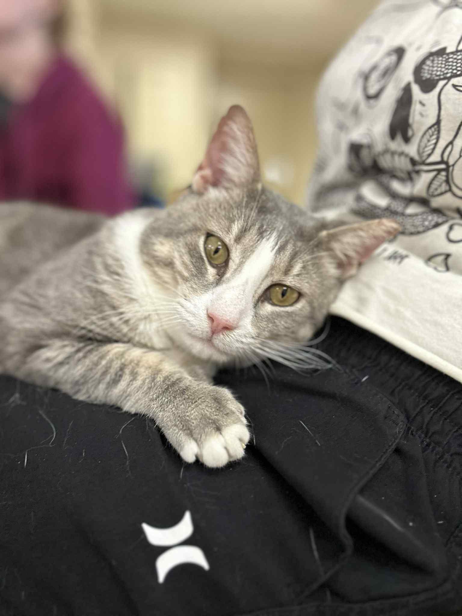 Croaky (FIV+)