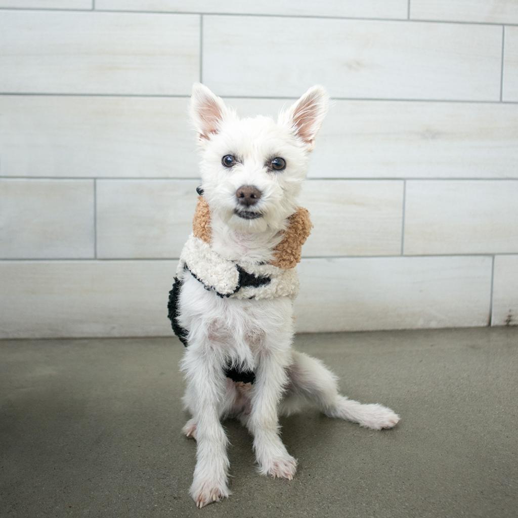 Nicholas, Adoptable, Adult Male Terrier.