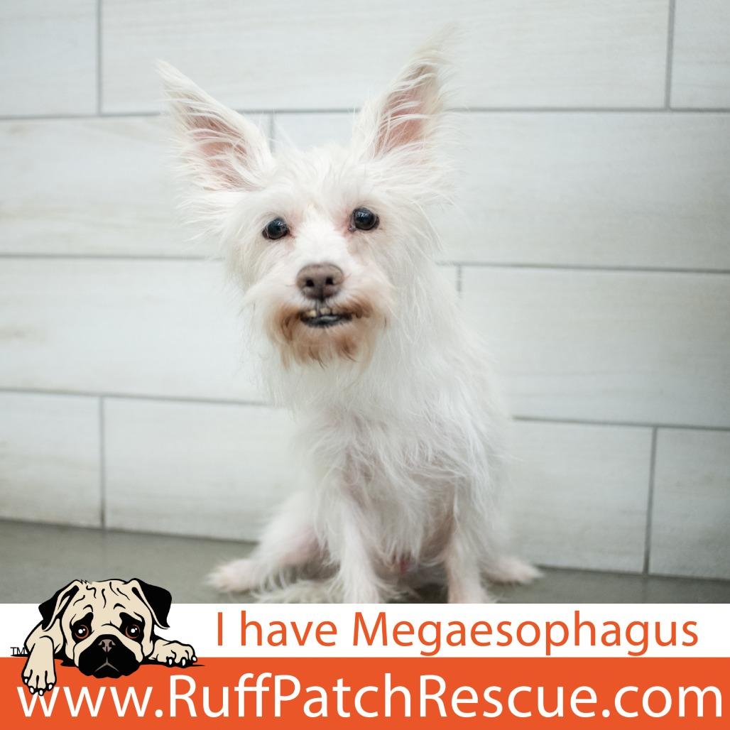 Nicholas, a Adoptable mixed breed in West Jordan, UT image 2/2