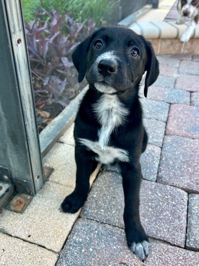 Patti, Adoptable, Puppy Female Labrador Retriever & Mixed Breed.