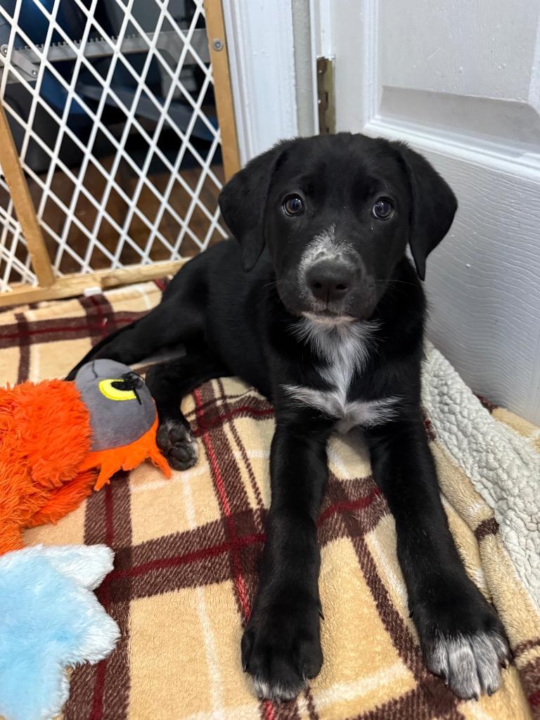 Enlarge Patti, a Adoptable mixed breed in Orlando, FL image 2/4