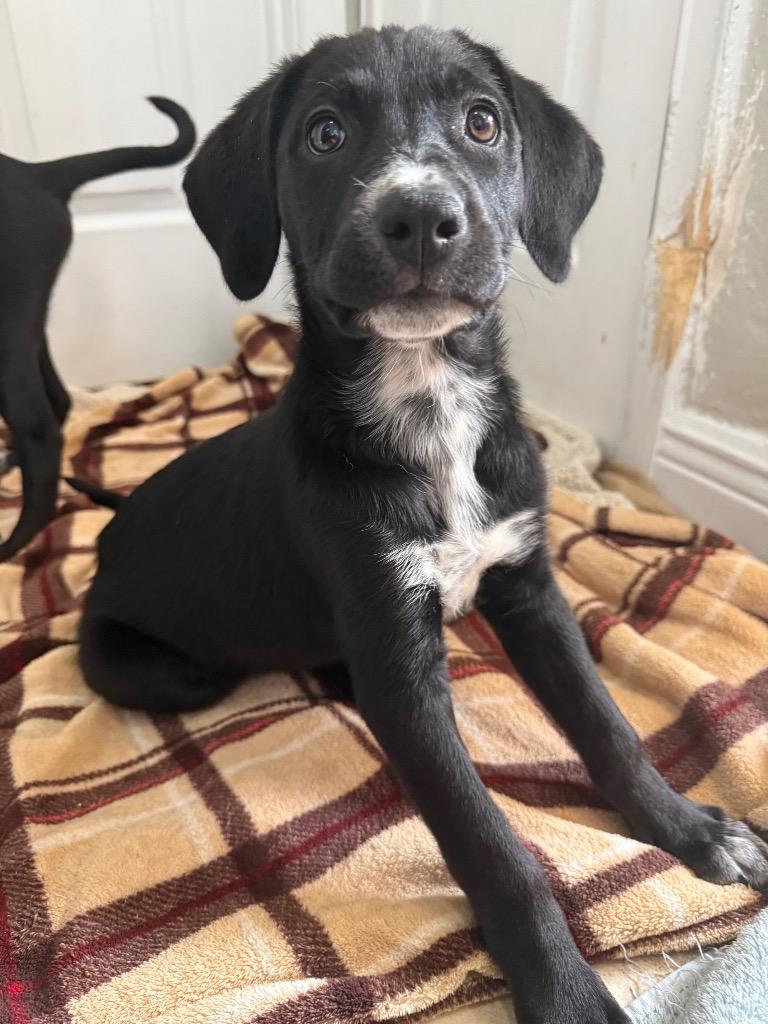 Enlarge Patti, a Adoptable mixed breed in Orlando, FL image 3/4