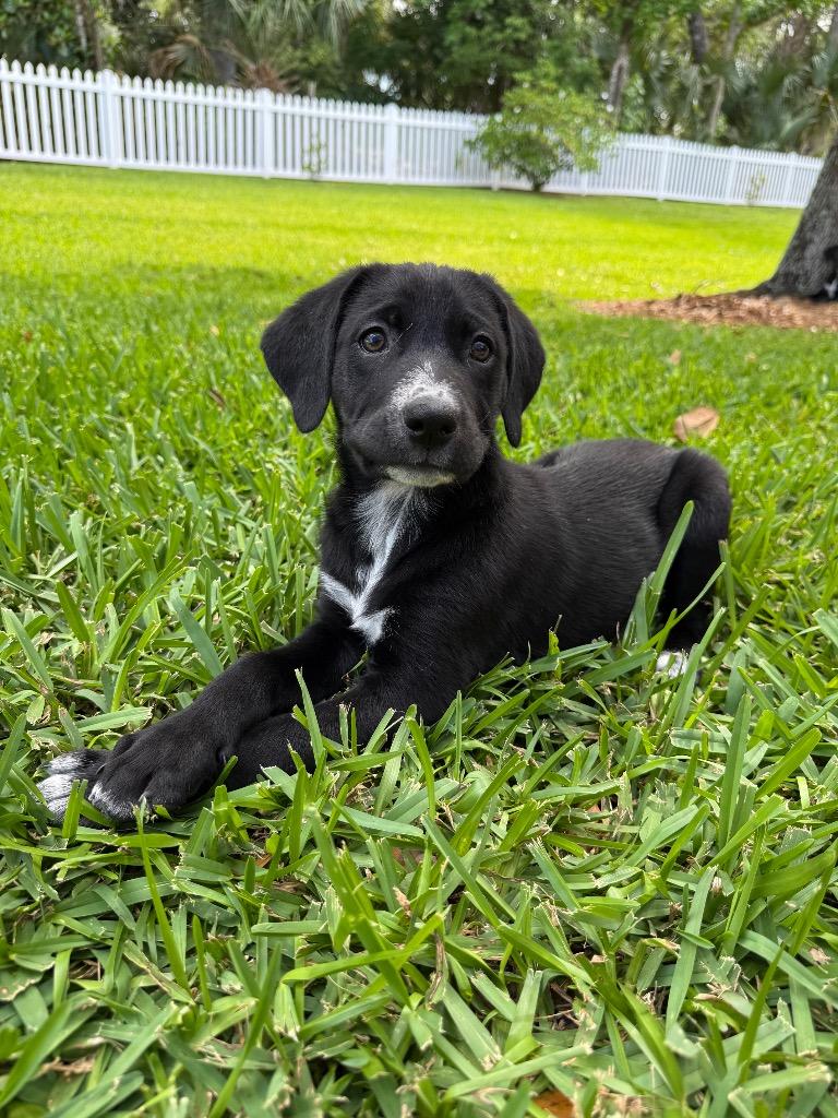 Enlarge Patti, a Adoptable mixed breed in Orlando, FL image 4/4